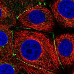 TMEM251 Antibody, Novus Biologicals 0.1mL; Unlabeled:Antibodies, Polyclonal